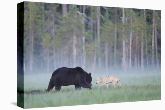 European Grey Wolf (Canis Lupus) Interacting with European Brown Bear (Ursus Arctos) Kuhmo, Finland-Widstrand-Stretched Canvas