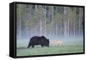 European Grey Wolf (Canis Lupus) Interacting with European Brown Bear (Ursus Arctos) Kuhmo, Finland-Widstrand-Framed Stretched Canvas