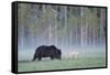 European Grey Wolf (Canis Lupus) Interacting with European Brown Bear (Ursus Arctos) Kuhmo, Finland-Widstrand-Framed Stretched Canvas