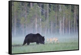 European Grey Wolf (Canis Lupus) Interacting with European Brown Bear (Ursus Arctos) Kuhmo, Finland-Widstrand-Framed Stretched Canvas