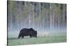 European Grey Wolf (Canis Lupus) Interacting with European Brown Bear (Ursus Arctos) Kuhmo, Finland-Widstrand-Stretched Canvas