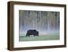 European Grey Wolf (Canis Lupus) Interacting with European Brown Bear (Ursus Arctos) Kuhmo, Finland-Widstrand-Framed Premium Photographic Print