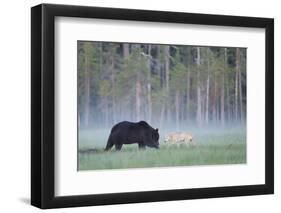 European Grey Wolf (Canis Lupus) Interacting with European Brown Bear (Ursus Arctos) Kuhmo, Finland-Widstrand-Framed Premium Photographic Print
