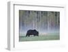 European Grey Wolf (Canis Lupus) Interacting with European Brown Bear (Ursus Arctos) Kuhmo, Finland-Widstrand-Framed Premium Photographic Print