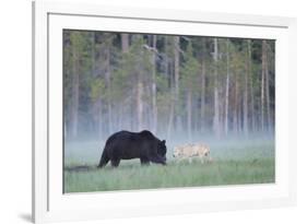 European Grey Wolf (Canis Lupus) Interacting with European Brown Bear (Ursus Arctos) Kuhmo, Finland-Widstrand-Framed Photographic Print