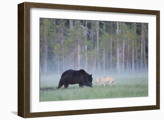 European Grey Wolf (Canis Lupus) Interacting with European Brown Bear (Ursus Arctos) Kuhmo, Finland-Widstrand-Framed Photographic Print