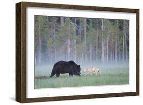 European Grey Wolf (Canis Lupus) Interacting with European Brown Bear (Ursus Arctos) Kuhmo, Finland-Widstrand-Framed Photographic Print