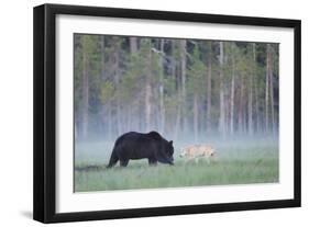 European Grey Wolf (Canis Lupus) Interacting with European Brown Bear (Ursus Arctos) Kuhmo, Finland-Widstrand-Framed Photographic Print