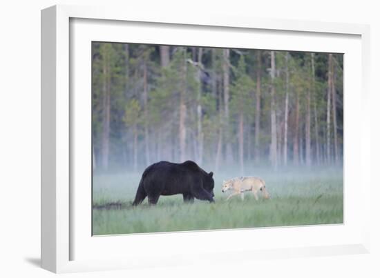 European Grey Wolf (Canis Lupus) Interacting with European Brown Bear (Ursus Arctos) Kuhmo, Finland-Widstrand-Framed Photographic Print