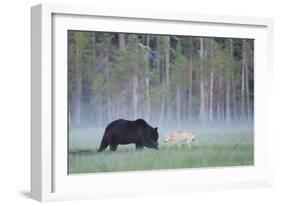 European Grey Wolf (Canis Lupus) Interacting with European Brown Bear (Ursus Arctos) Kuhmo, Finland-Widstrand-Framed Photographic Print