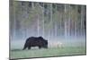 European Grey Wolf (Canis Lupus) Interacting with European Brown Bear (Ursus Arctos) Kuhmo, Finland-Widstrand-Mounted Photographic Print