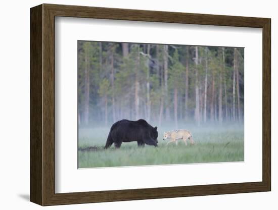 European Grey Wolf (Canis Lupus) Interacting with European Brown Bear (Ursus Arctos) Kuhmo, Finland-Widstrand-Framed Photographic Print