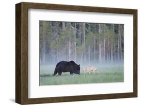 European Grey Wolf (Canis Lupus) Interacting with European Brown Bear (Ursus Arctos) Kuhmo, Finland-Widstrand-Framed Photographic Print