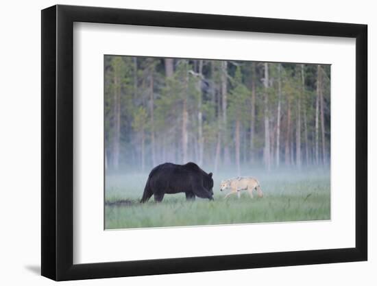European Grey Wolf (Canis Lupus) Interacting with European Brown Bear (Ursus Arctos) Kuhmo, Finland-Widstrand-Framed Photographic Print