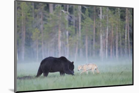 European Grey Wolf (Canis Lupus) Interacting with European Brown Bear (Ursus Arctos) Kuhmo, Finland-Widstrand-Mounted Photographic Print