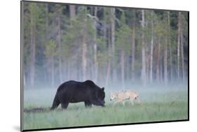 European Grey Wolf (Canis Lupus) Interacting with European Brown Bear (Ursus Arctos) Kuhmo, Finland-Widstrand-Mounted Photographic Print