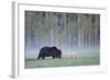 European Grey Wolf (Canis Lupus) Interacting with European Brown Bear (Ursus Arctos) Kuhmo, Finland-Widstrand-Framed Photographic Print