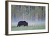 European Grey Wolf (Canis Lupus) Interacting with European Brown Bear (Ursus Arctos) Kuhmo, Finland-Widstrand-Framed Photographic Print