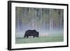 European Grey Wolf (Canis Lupus) Interacting with European Brown Bear (Ursus Arctos) Kuhmo, Finland-Widstrand-Framed Photographic Print