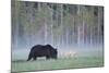 European Grey Wolf (Canis Lupus) Interacting with European Brown Bear (Ursus Arctos) Kuhmo, Finland-Widstrand-Mounted Photographic Print