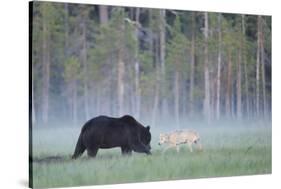 European Grey Wolf (Canis Lupus) Interacting with European Brown Bear (Ursus Arctos) Kuhmo, Finland-Widstrand-Stretched Canvas