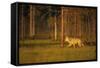 European Grey Wolf (Canis Lupus) Walking, Kuhmo, Finland, July 2009-Widstrand-Framed Stretched Canvas