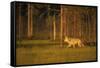 European Grey Wolf (Canis Lupus) Walking, Kuhmo, Finland, July 2009-Widstrand-Framed Stretched Canvas