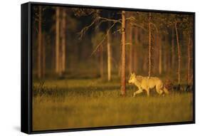 European Grey Wolf (Canis Lupus) Walking, Kuhmo, Finland, July 2009-Widstrand-Framed Stretched Canvas