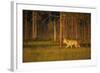 European Grey Wolf (Canis Lupus) Walking, Kuhmo, Finland, July 2009-Widstrand-Framed Photographic Print