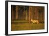 European Grey Wolf (Canis Lupus) Walking, Kuhmo, Finland, July 2009-Widstrand-Framed Photographic Print