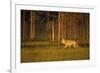 European Grey Wolf (Canis Lupus) Walking, Kuhmo, Finland, July 2009-Widstrand-Framed Photographic Print