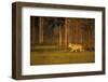 European Grey Wolf (Canis Lupus) Walking, Kuhmo, Finland, July 2009-Widstrand-Framed Photographic Print