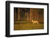 European Grey Wolf (Canis Lupus) Walking, Kuhmo, Finland, July 2009-Widstrand-Framed Photographic Print