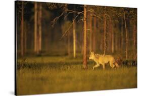 European Grey Wolf (Canis Lupus) Walking, Kuhmo, Finland, July 2009-Widstrand-Stretched Canvas