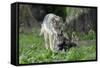 European Grey Wolf Female with 6 Week Old Young Cubs-null-Framed Stretched Canvas