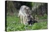 European Grey Wolf Female with 6 Week Old Young Cubs-null-Stretched Canvas