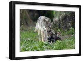 European Grey Wolf Female with 6 Week Old Young Cubs-null-Framed Photographic Print