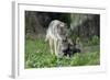 European Grey Wolf Female with 6 Week Old Young Cubs-null-Framed Photographic Print