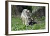 European Grey Wolf Female with 6 Week Old Young Cubs-null-Framed Photographic Print