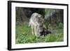 European Grey Wolf Female with 6 Week Old Young Cubs-null-Framed Photographic Print