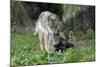 European Grey Wolf Female with 6 Week Old Young Cubs-null-Mounted Photographic Print