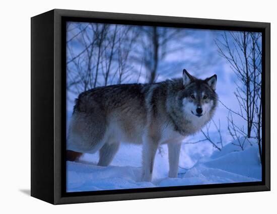 European Grey Wolf Male in Snow, C Norway-Asgeir Helgestad-Framed Stretched Canvas