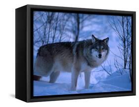 European Grey Wolf Male in Snow, C Norway-Asgeir Helgestad-Framed Stretched Canvas