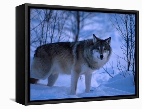 European Grey Wolf Male in Snow, C Norway-Asgeir Helgestad-Framed Stretched Canvas