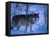 European Grey Wolf Male in Snow, C Norway-Asgeir Helgestad-Framed Stretched Canvas