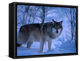 European Grey Wolf Male in Snow, C Norway-Asgeir Helgestad-Framed Stretched Canvas