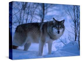 European Grey Wolf Male in Snow, C Norway-Asgeir Helgestad-Stretched Canvas