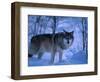 European Grey Wolf Male in Snow, C Norway-Asgeir Helgestad-Framed Premium Photographic Print