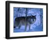 European Grey Wolf Male in Snow, C Norway-Asgeir Helgestad-Framed Premium Photographic Print