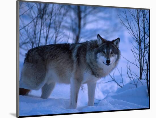 European Grey Wolf Male in Snow, C Norway-Asgeir Helgestad-Mounted Premium Photographic Print